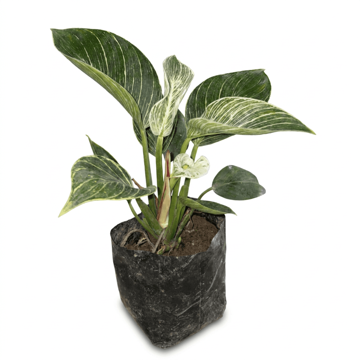 Philodendron Birkin