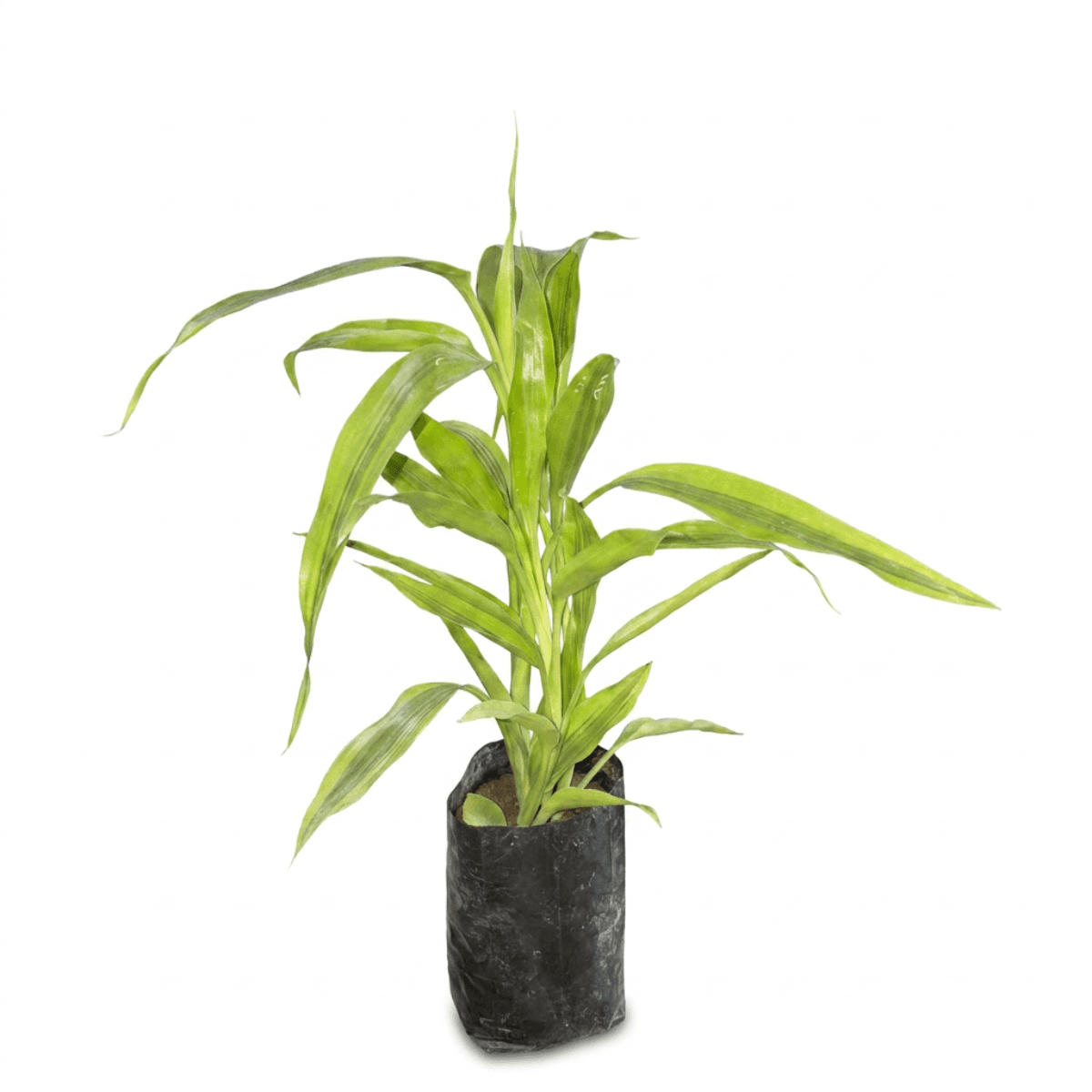 Green Good Luck Plant