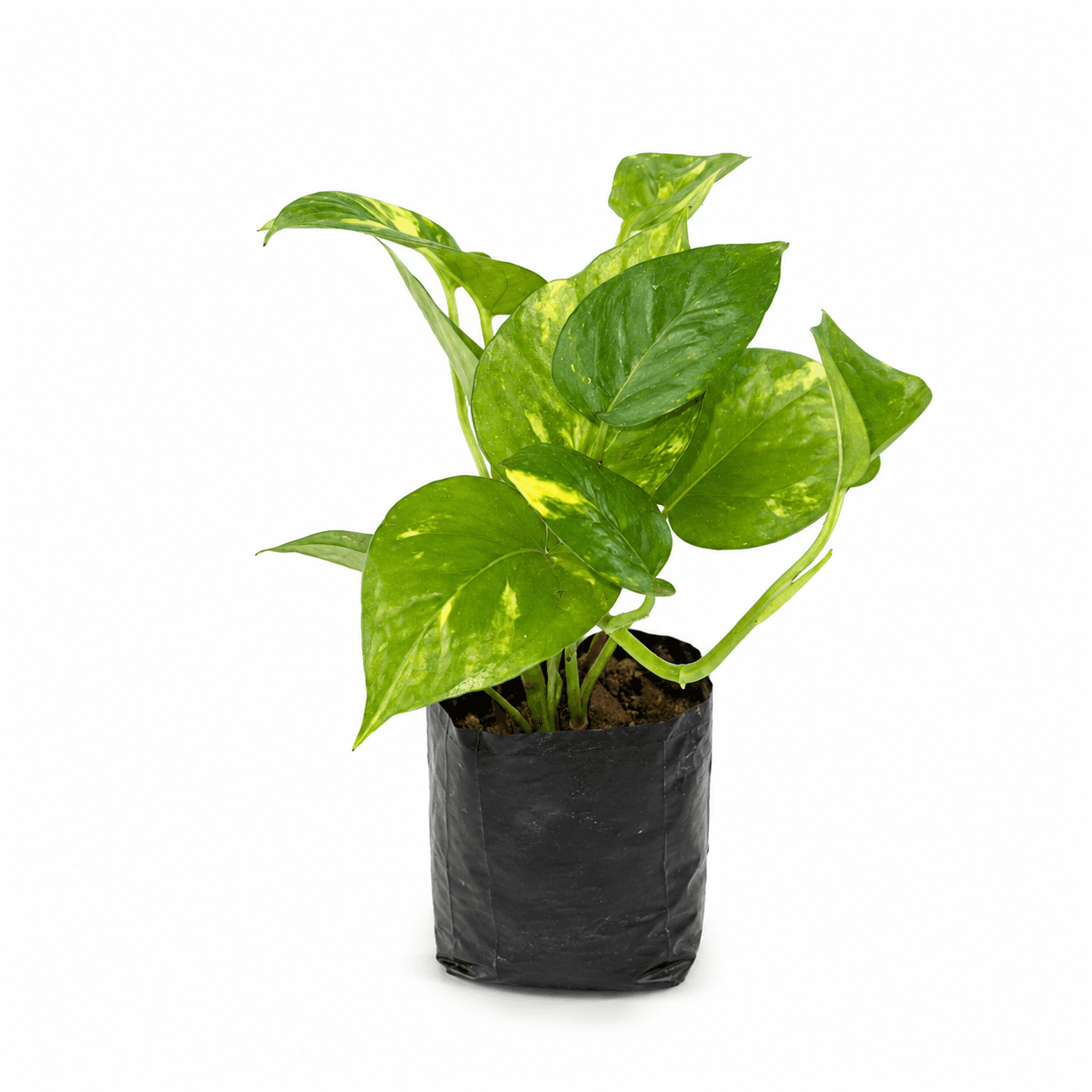 Money Plant Yellow Slabs