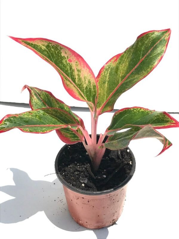 Lipstick Plant