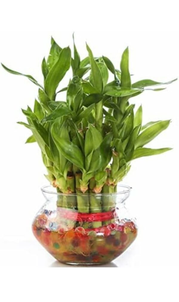 Lucky bamboo 2 layer