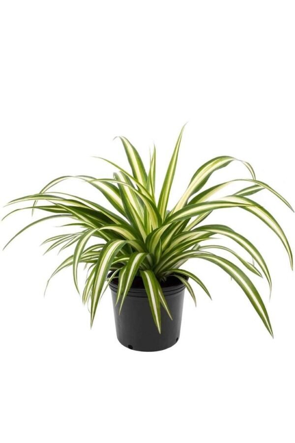 Spider plant