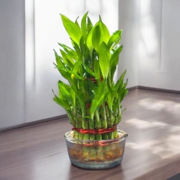 Lucky bamboo
