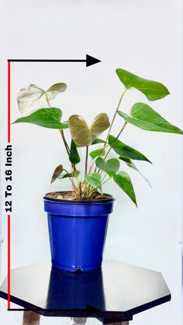 Anthorium - Image 4