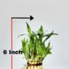 Lucky Bamboo - Image 4