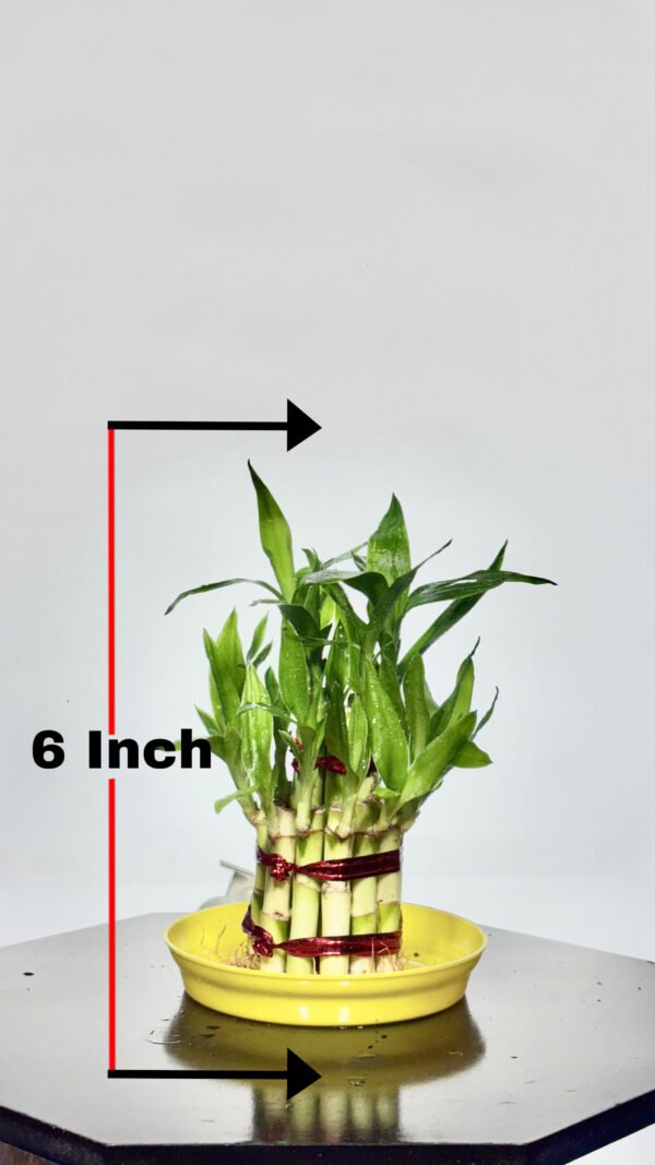 Lucky Bamboo - Image 4