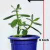 Crasula Plant - Image 4