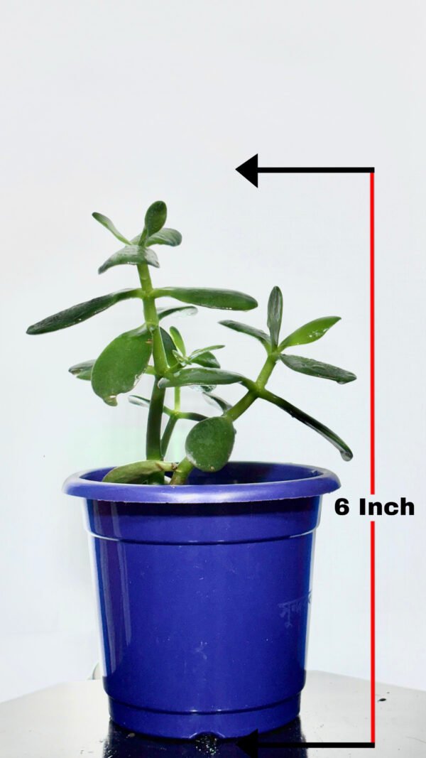 Crasula Plant - Image 4