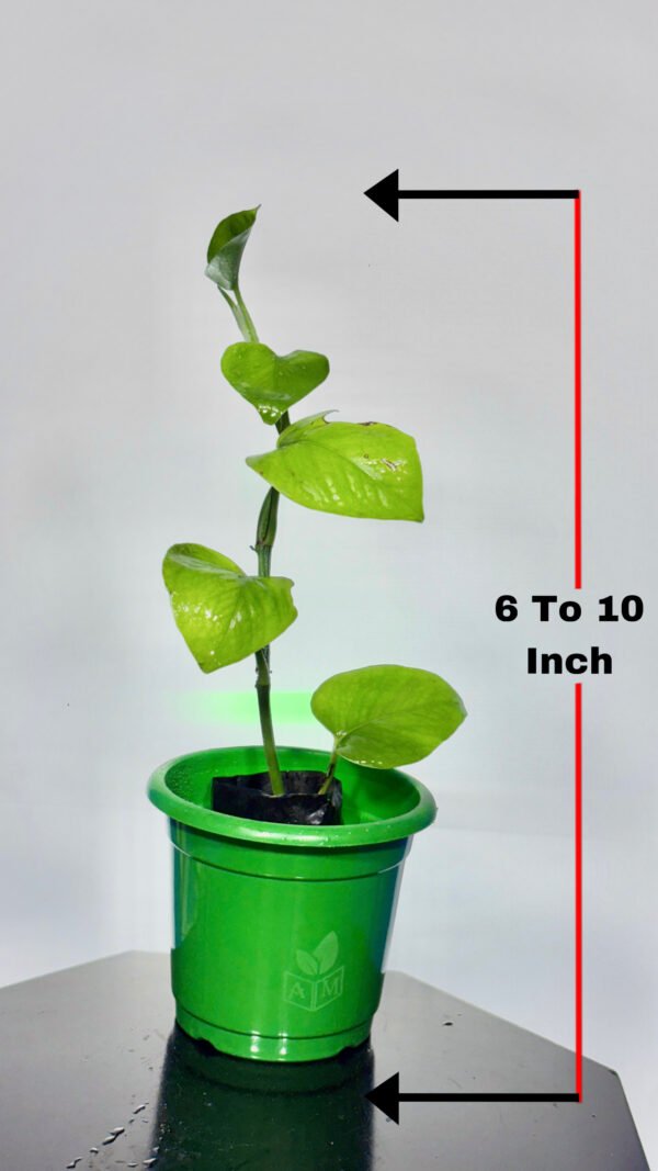Money Plant - Image 4
