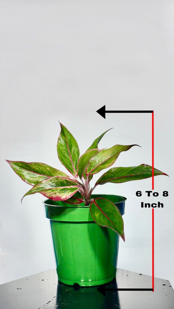 Lipstick Plant - Image 4