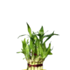 Lucky Bamboo - Image 3
