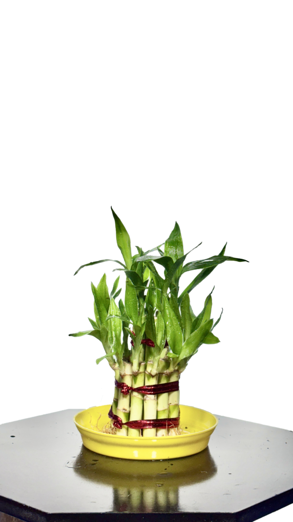 Lucky Bamboo - Image 3