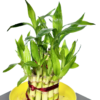 Lucky Bamboo - Image 2