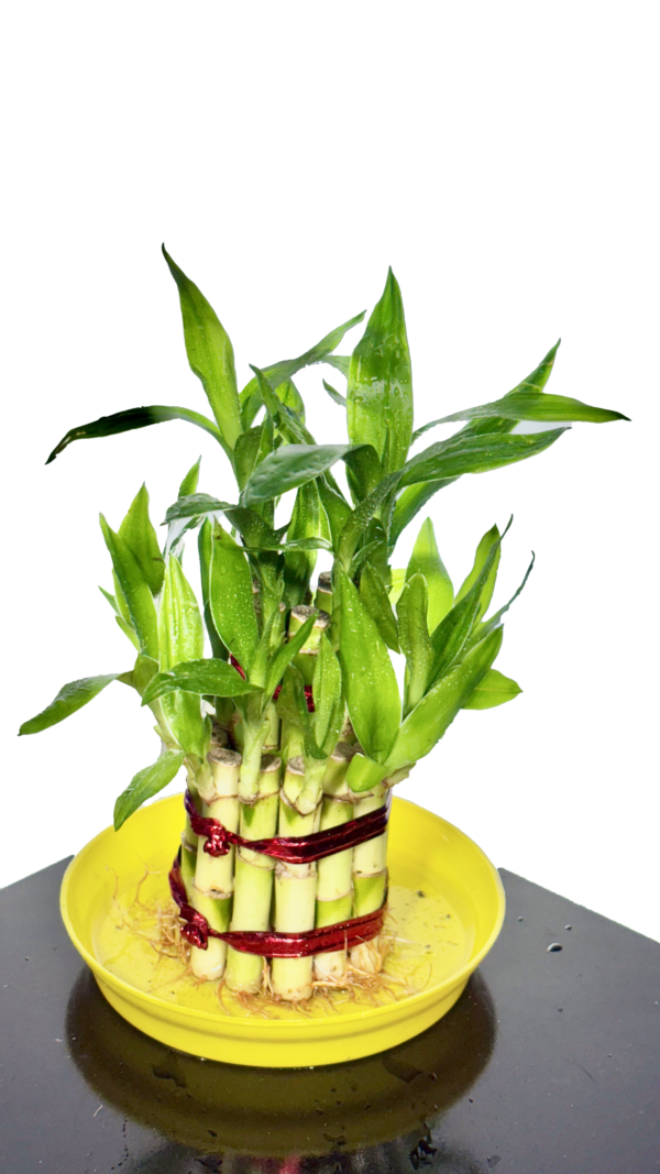 Lucky Bamboo - Image 2