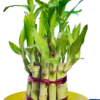 Lucky Bamboo