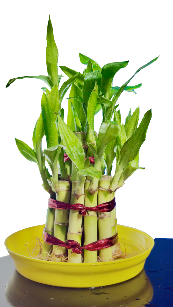 Lucky Bamboo