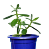 Crasula Plant - Image 2