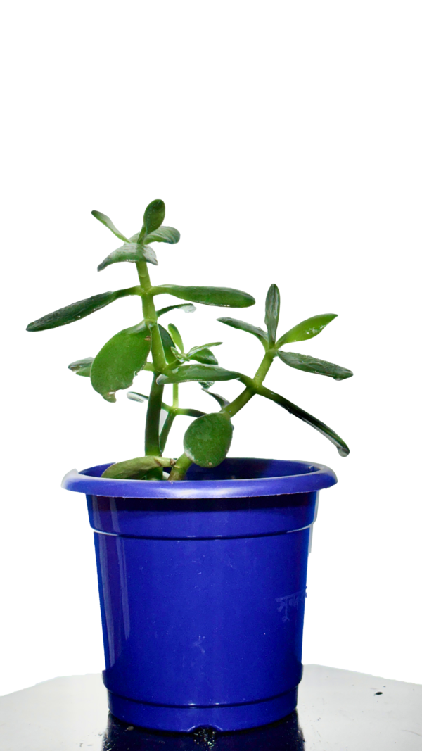 Crasula Plant - Image 2