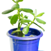Crasula Plant
