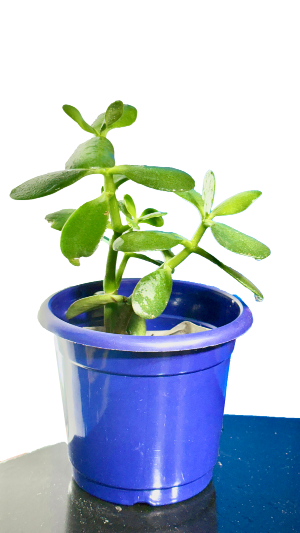 Crasula Plant