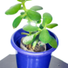 Crasula Plant - Image 3