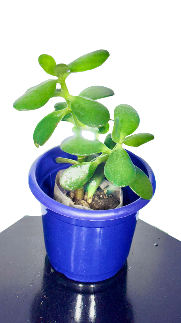 Crasula Plant - Image 3