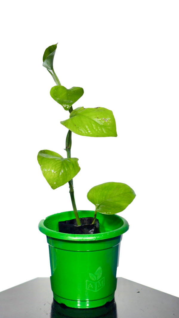 Money Plant