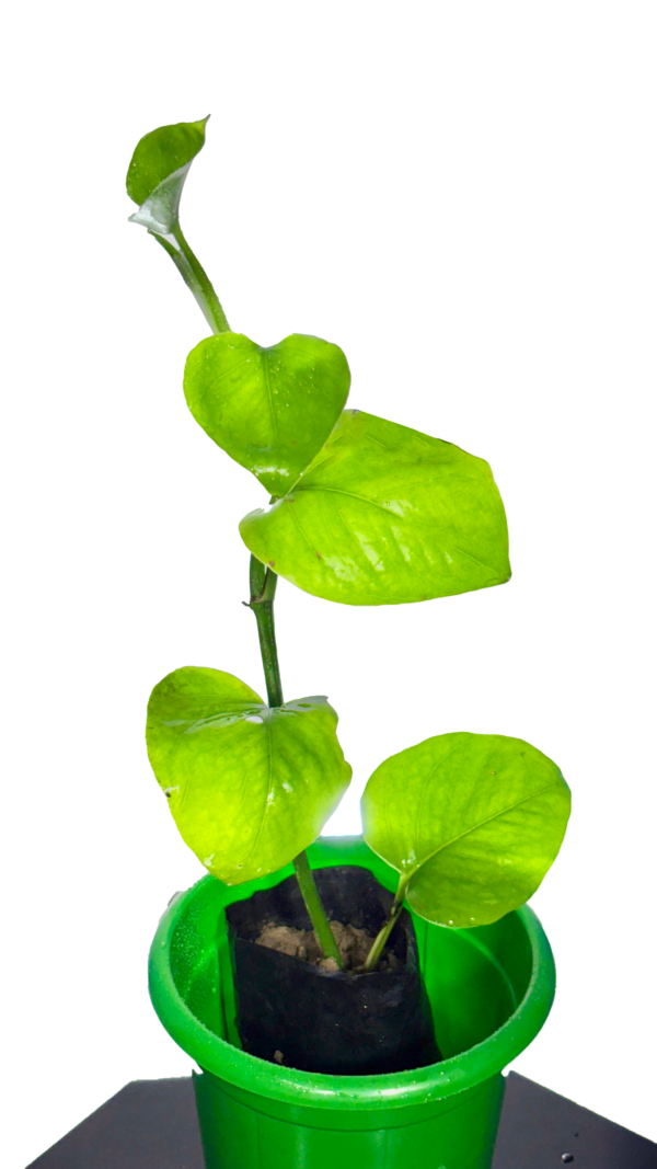 Money Plant - Image 2