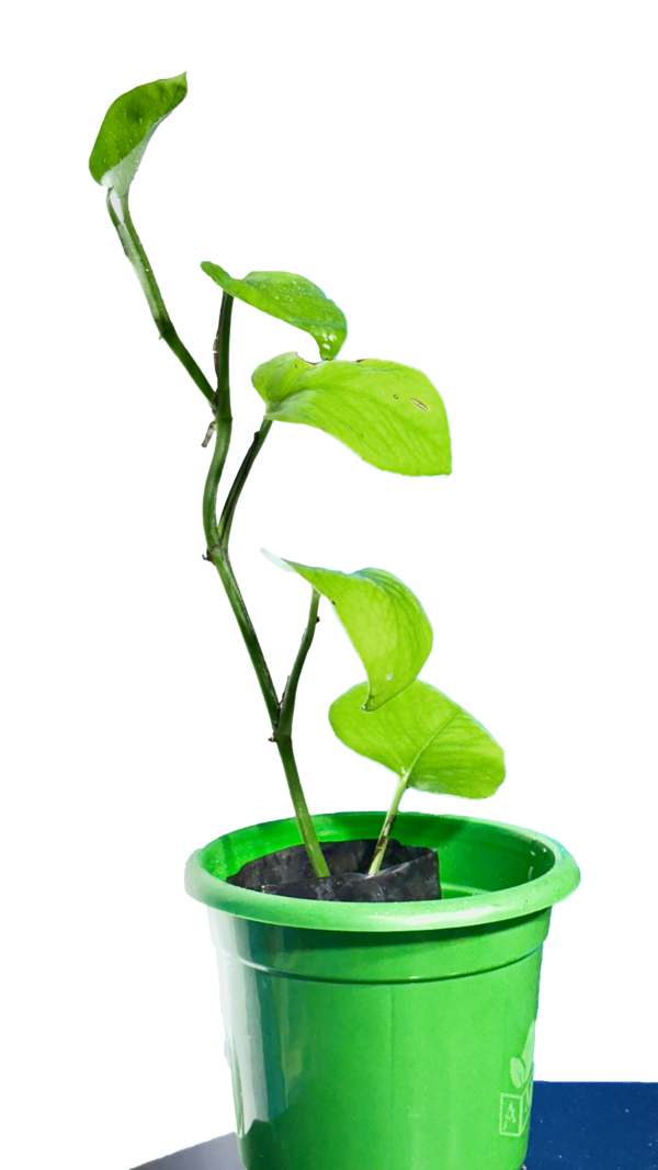 Money Plant - Image 3