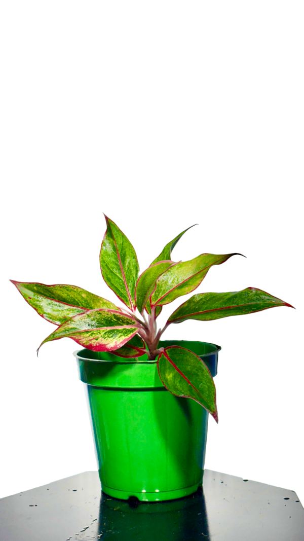 Lipstick Plant