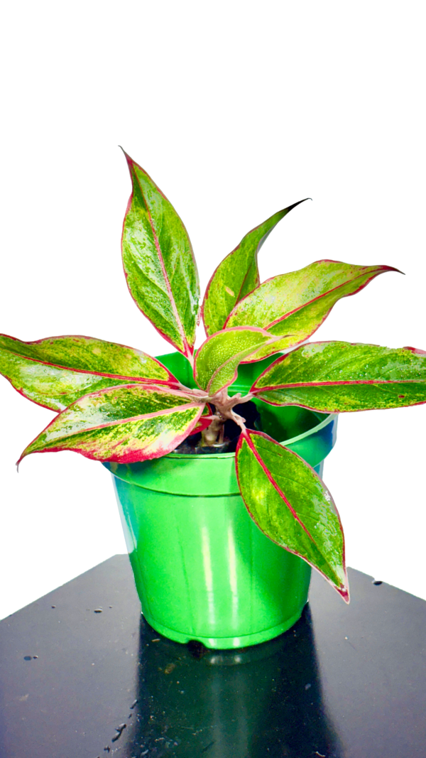 Lipstick Plant - Image 2