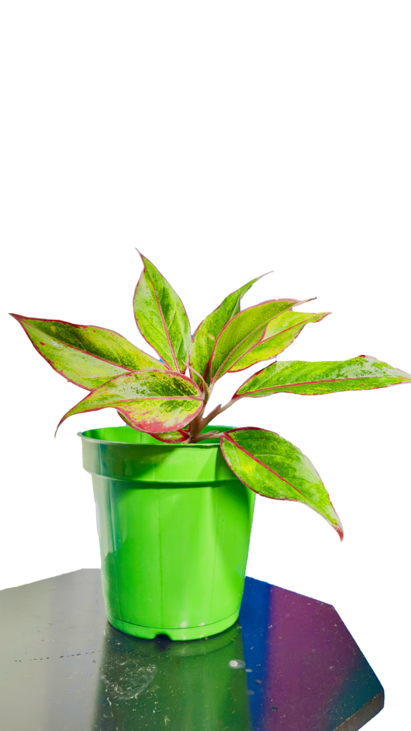 Lipstick Plant - Image 3