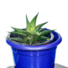 Star Cactus