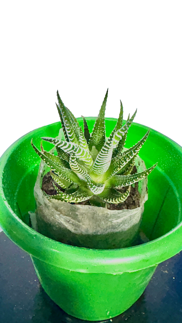 Zebra Cactus - Image 3