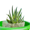 Zebra Cactus - Image 4