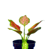 Aglomina Red