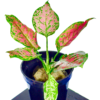 Aglomina Red - Image 2