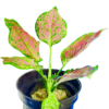 Aglomina Red - Image 3