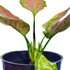 Aglomina Red - Image 4