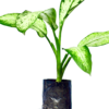 Tiger Plant