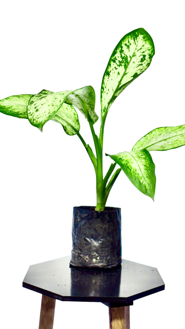 Tiger Plant