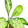 Tiger Plant - Image 2
