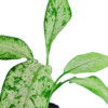 Tiger Plant - Image 3