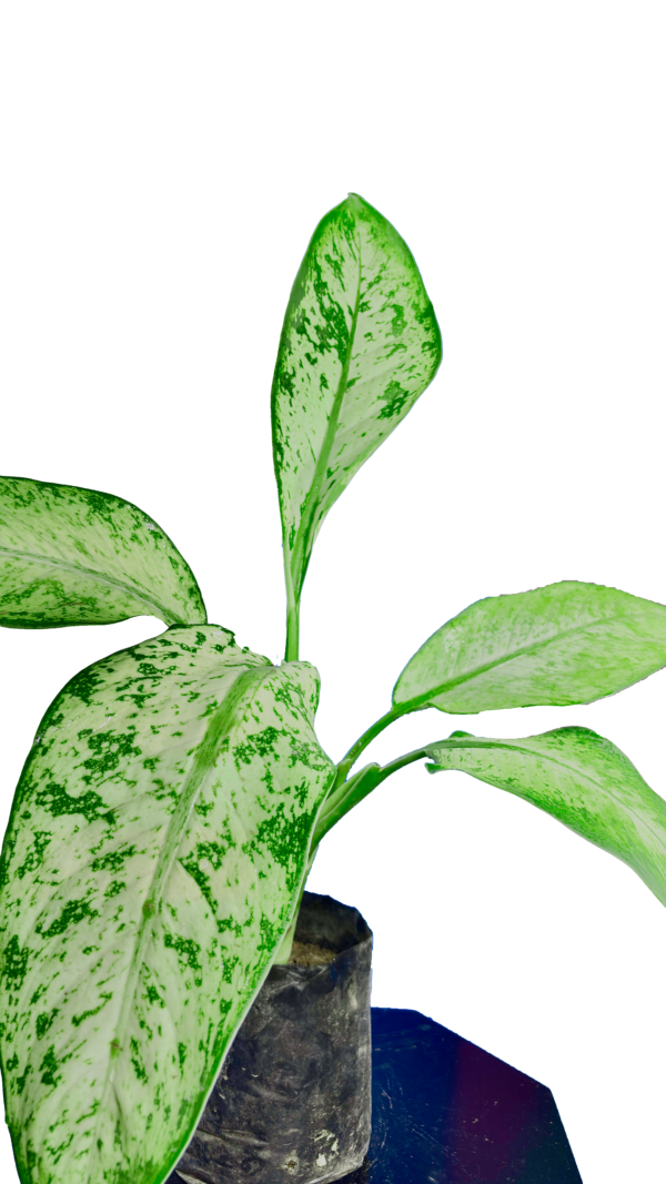 Tiger Plant - Image 3