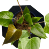 Anthorium - Image 2