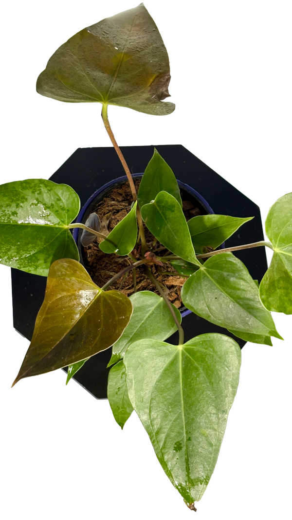 Anthorium - Image 2
