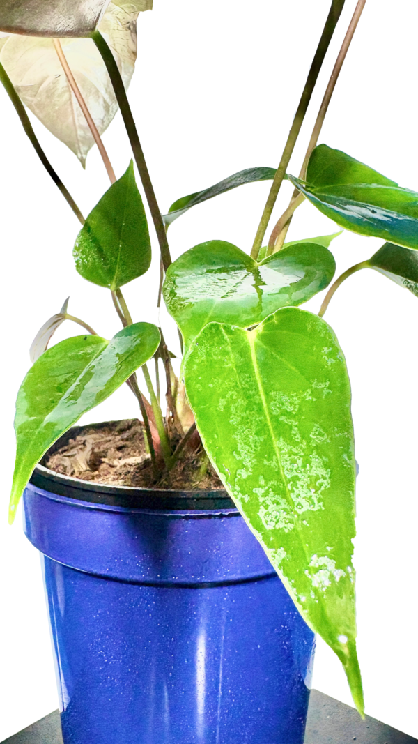 Anthorium - Image 3